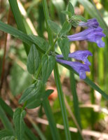 Scutellaria hastifolia e 3 