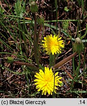 Taraxacum sect. Palustria