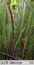 Taraxacum sect. Palustria