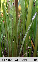 Taraxacum sect. Palustria