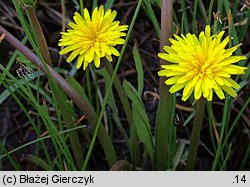 Taraxacum sect. Palustria