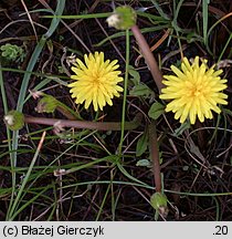 Taraxacum sect. Palustria