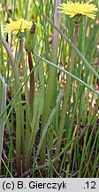 Taraxacum sect. Palustria