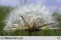 Taraxacum sect. Palustria