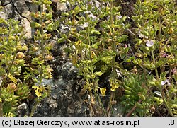 Teucrium botrys (ożanka pierzastosieczna)