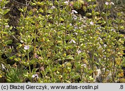 Teucrium botrys (ożanka pierzastosieczna)