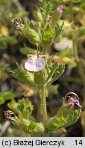 Teucrium botrys (ożanka pierzastosieczna)