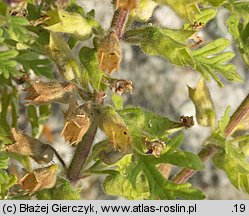 Teucrium botrys (ożanka pierzastosieczna)