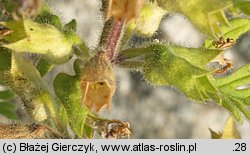 Teucrium botrys (ożanka pierzastosieczna)