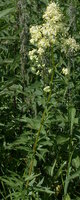 Thalictrum flavum (rutewka żółta)