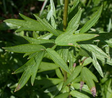 Thalictrum flavum (rutewka żółta)