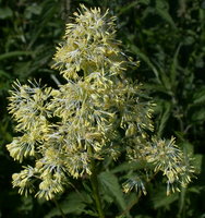 Thalictrum flavum (rutewka żółta)