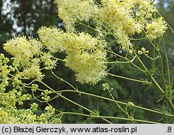 Thalictrum lucidum (rutewka wąskolistna)