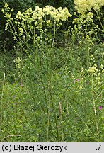 Thalictrum lucidum (rutewka wąskolistna)