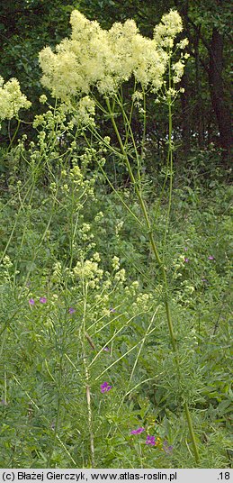 Thalictrum lucidum (rutewka wąskolistna)