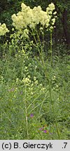 Thalictrum lucidum (rutewka wąskolistna)