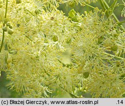 Thalictrum lucidum (rutewka wąskolistna)