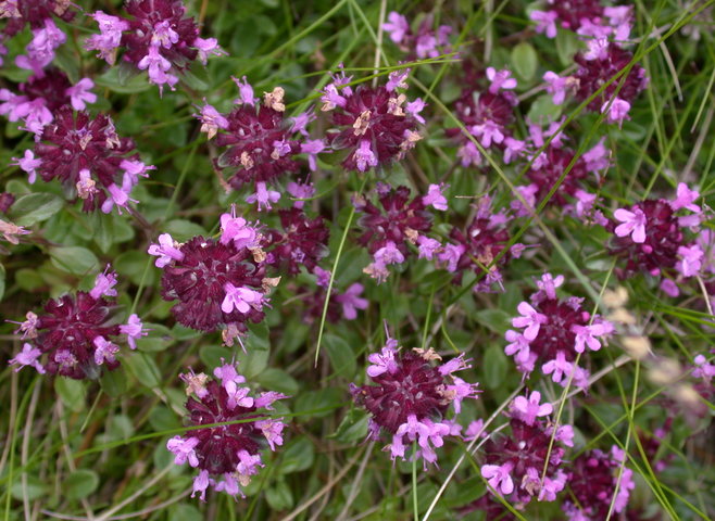 Thymus alpestris