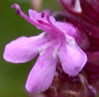 Thymus alpestris