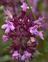 Thymus alpestris