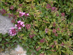 Thymus alpestris