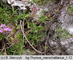 Thymus marschallianus (macierzanka Marschalla)