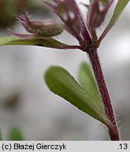 Thymus marschallianus (macierzanka Marschalla)