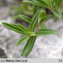 Thymus marschallianus (macierzanka Marschalla)