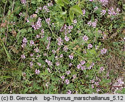 Thymus marschallianus (macierzanka Marschalla)