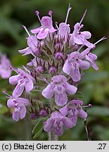 Thymus marschallianus (macierzanka Marschalla)