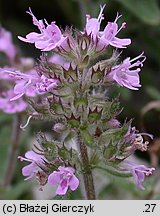 Thymus kosteleckyanus (macierzanka pannońska)