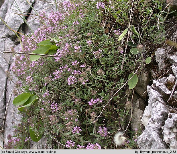 Thymus kosteleckyanus (macierzanka pannońska)