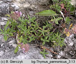 Thymus kosteleckyanus (macierzanka pannońska)