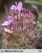 Thymus kosteleckyanus (macierzanka pannońska)