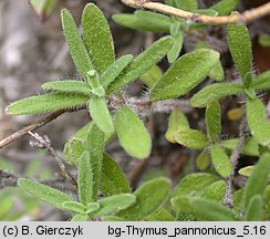 Thymus kosteleckyanus (macierzanka pannońska)