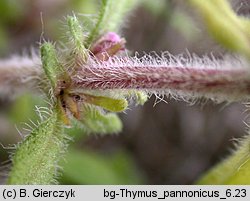 Thymus kosteleckyanus (macierzanka pannońska)