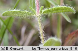 Thymus kosteleckyanus (macierzanka pannońska)