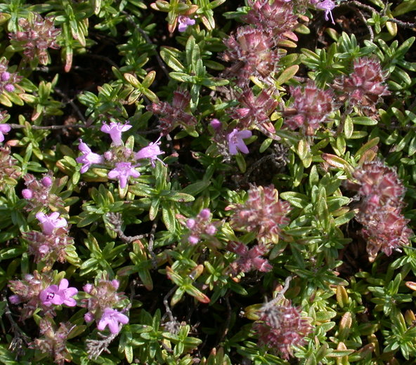 Thymus serpyllum