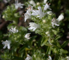 Thymus serpyllum