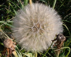 Tragopogon dubius ssp. major