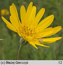 Tragopogon orientalis (kozibród wschodni)