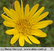 Tragopogon orientalis (kozibród wschodni)