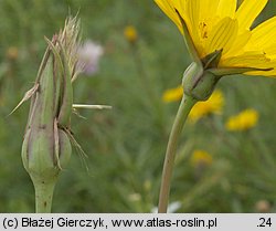 Tragopogon orientalis (kozibród wschodni)