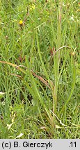 Tragopogon orientalis (kozibród wschodni)