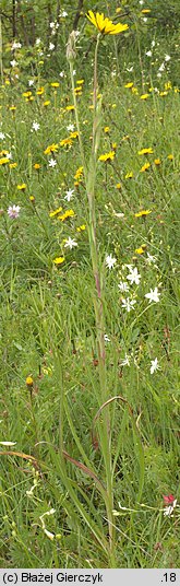 Tragopogon orientalis (kozibród wschodni)