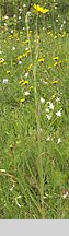 Tragopogon orientalis (kozibród wschodni)