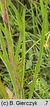 Tragopogon orientalis (kozibród wschodni)