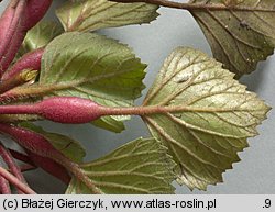 Trapa natans s.l. (kotewka orzech wodny)