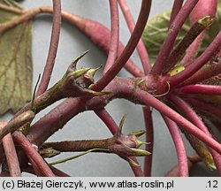 Trapa natans s.l. (kotewka orzech wodny)