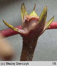 Trapa natans s.l. (kotewka orzech wodny)